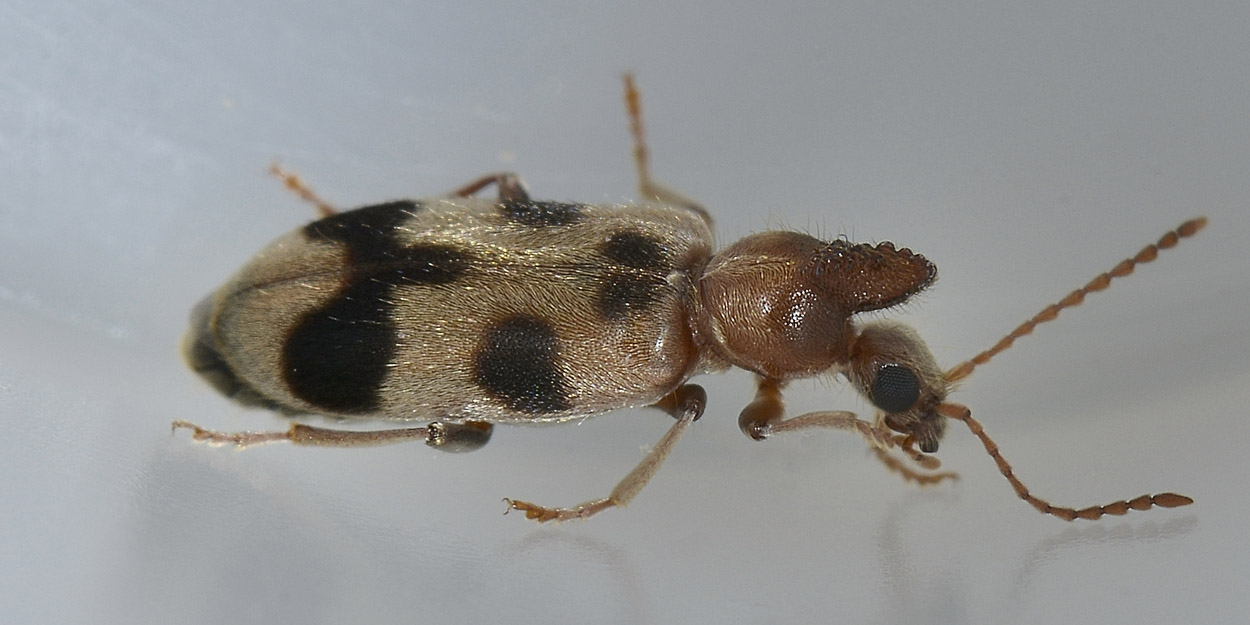 Anthicidae 5: Notoxus brachycerus